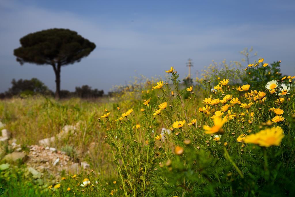 Bonjour Bed & Breakfast Morciano di Leuca Exterior photo